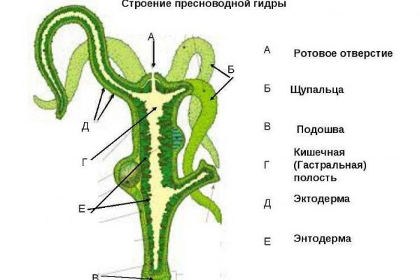 Сайт кракен тор